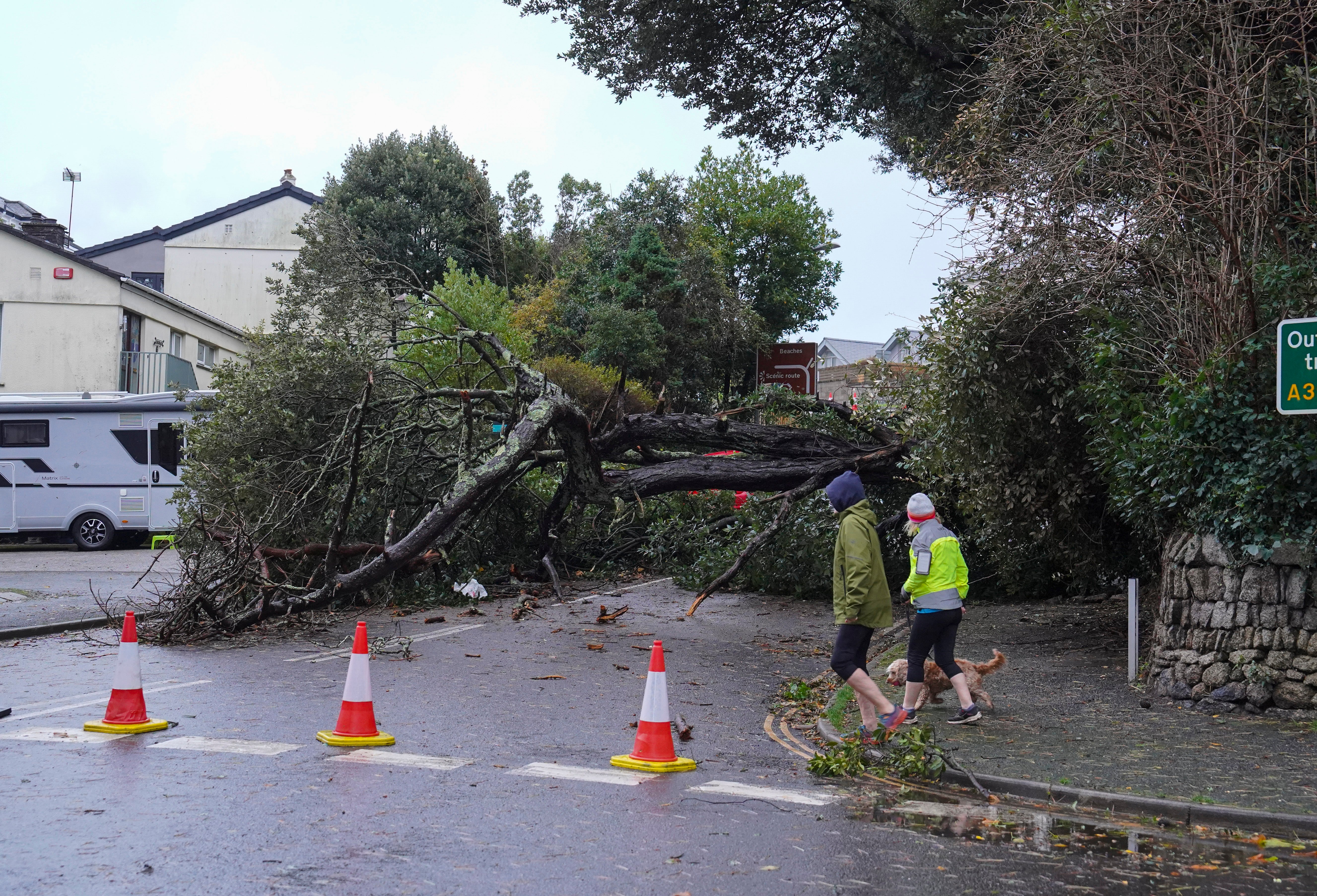 <p>A tree brought down by Storm Ciaran overnight blocks a road in Falmouth, Cornwall</p>