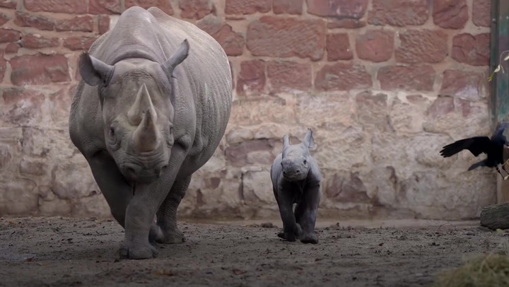 Chester Zoo captures video of rare rhino calf being born
