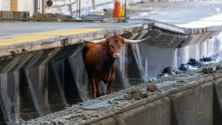 A loose bull that was spotted wandering on the tracks at a New Jersey station has been captured and contained.