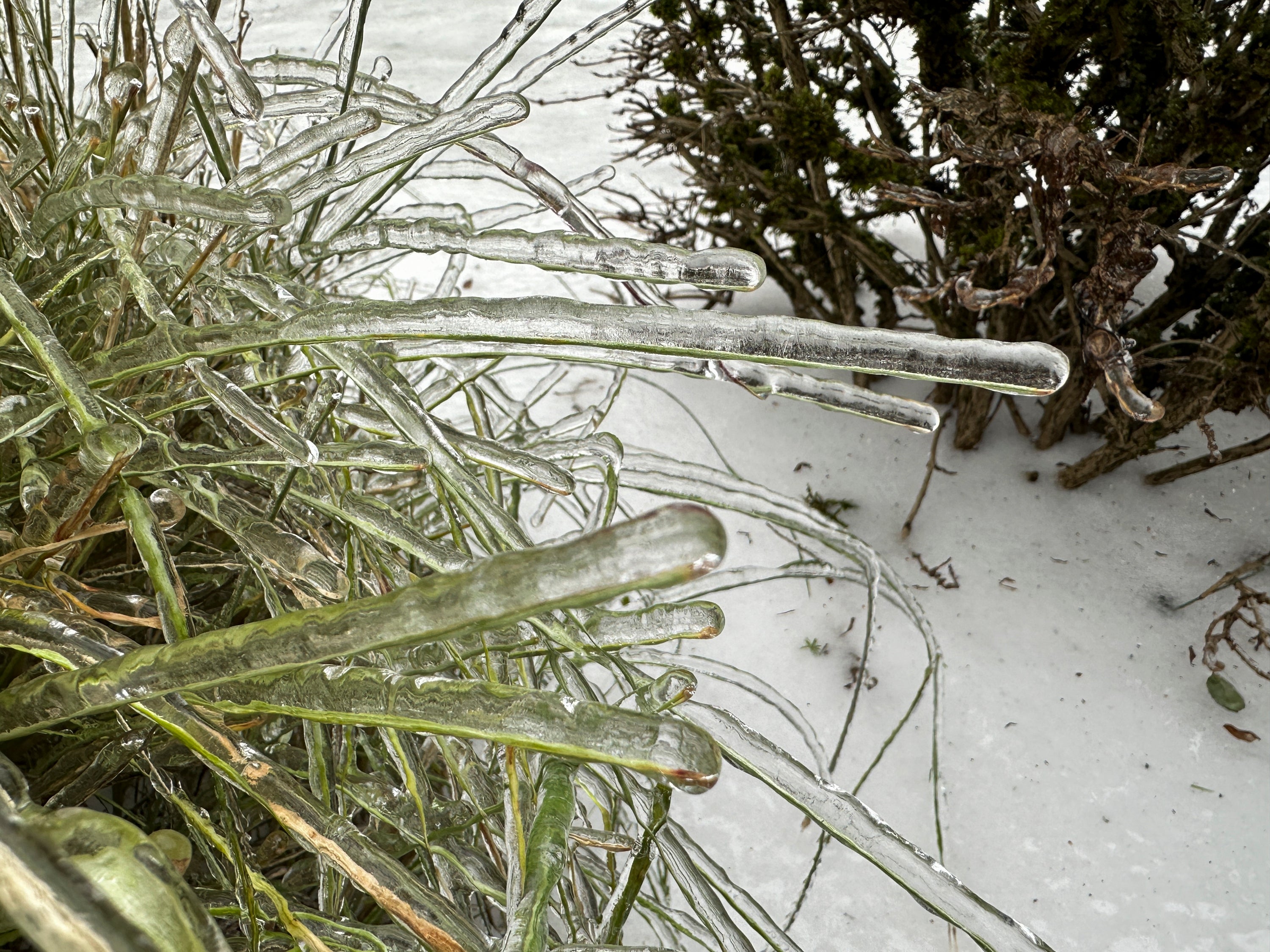 

<p>Ice covers a plant in Oregon</p>
<p>” height=”2250″ width=”3000″ layout=”responsive” i-amphtml-layout=”responsive”><i-amphtml-sizer slot=