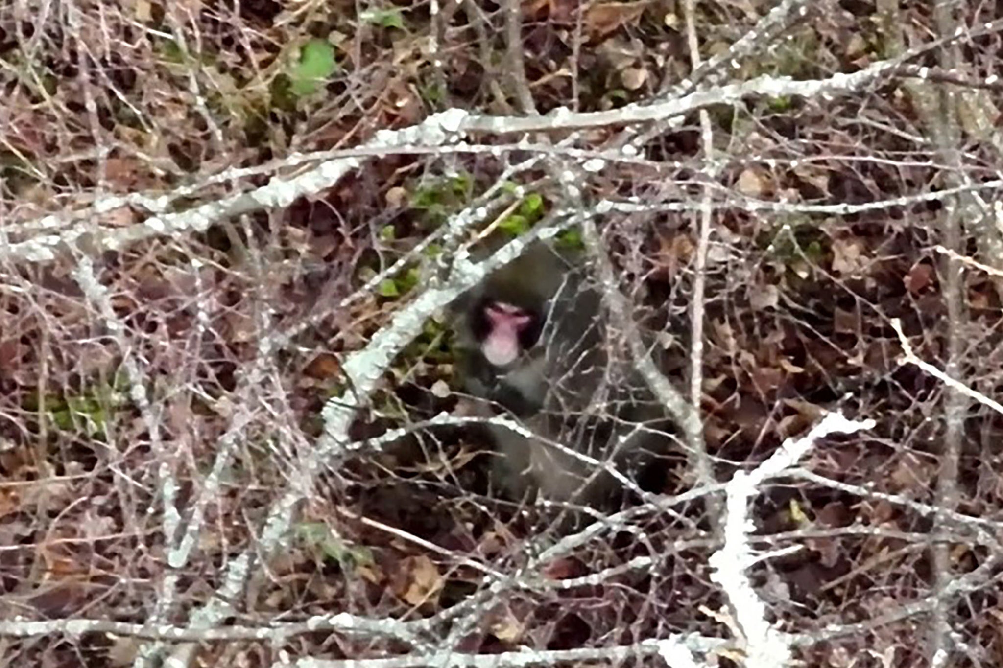 

<p>Kingussie Kong is pictured underneath branches as experts follow his progress using drones</p>
<p>” height=”1365″ width=”2048″ layout=”responsive” i-amphtml-layout=”responsive”><i-amphtml-sizer slot=