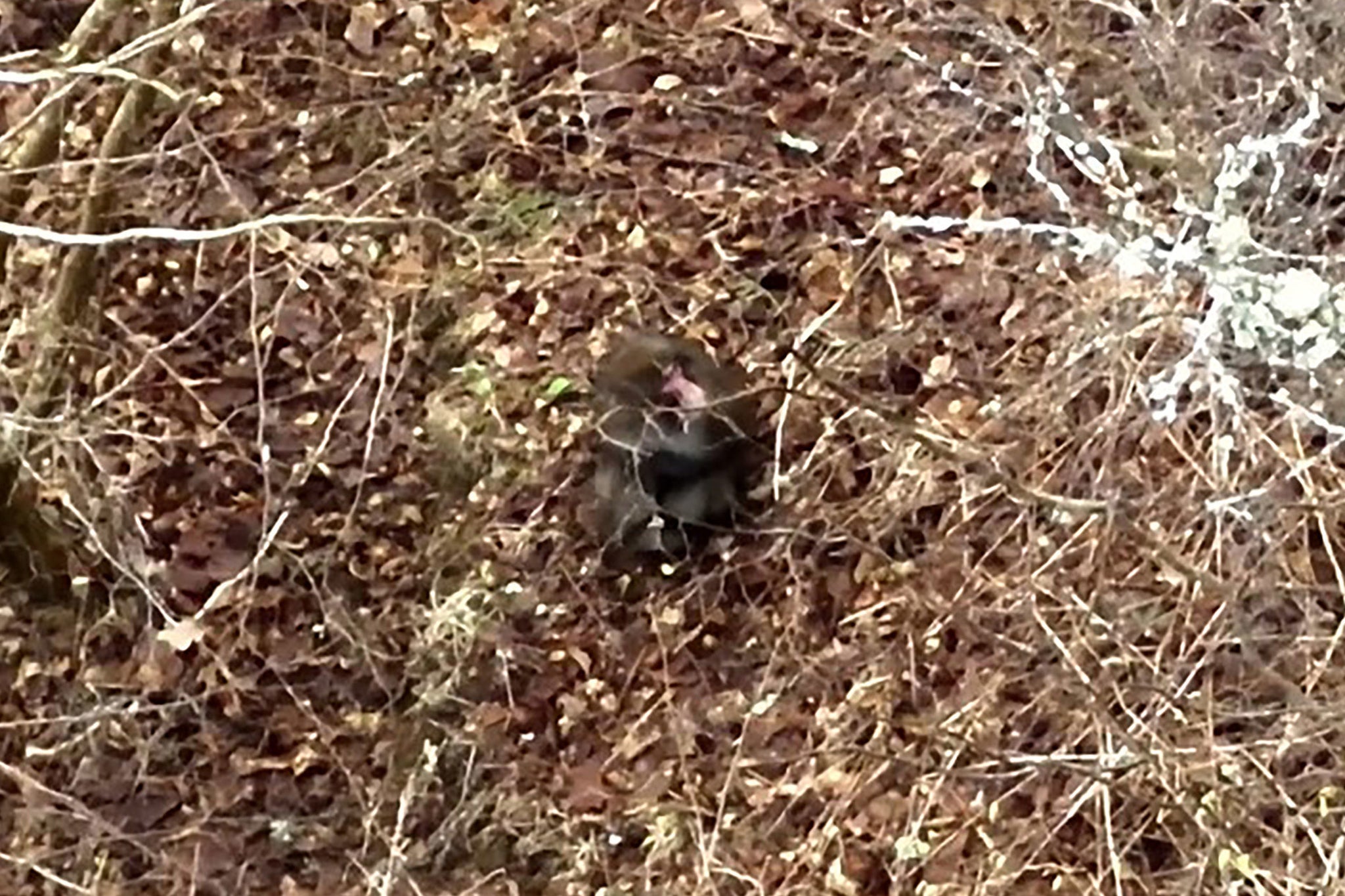 

<p>Keepers said that the the monkey is making his way closer to the Highland Wildlife Park</p>
<p>” height=”1365″ width=”2048″ layout=”responsive” i-amphtml-layout=”responsive”><i-amphtml-sizer slot=