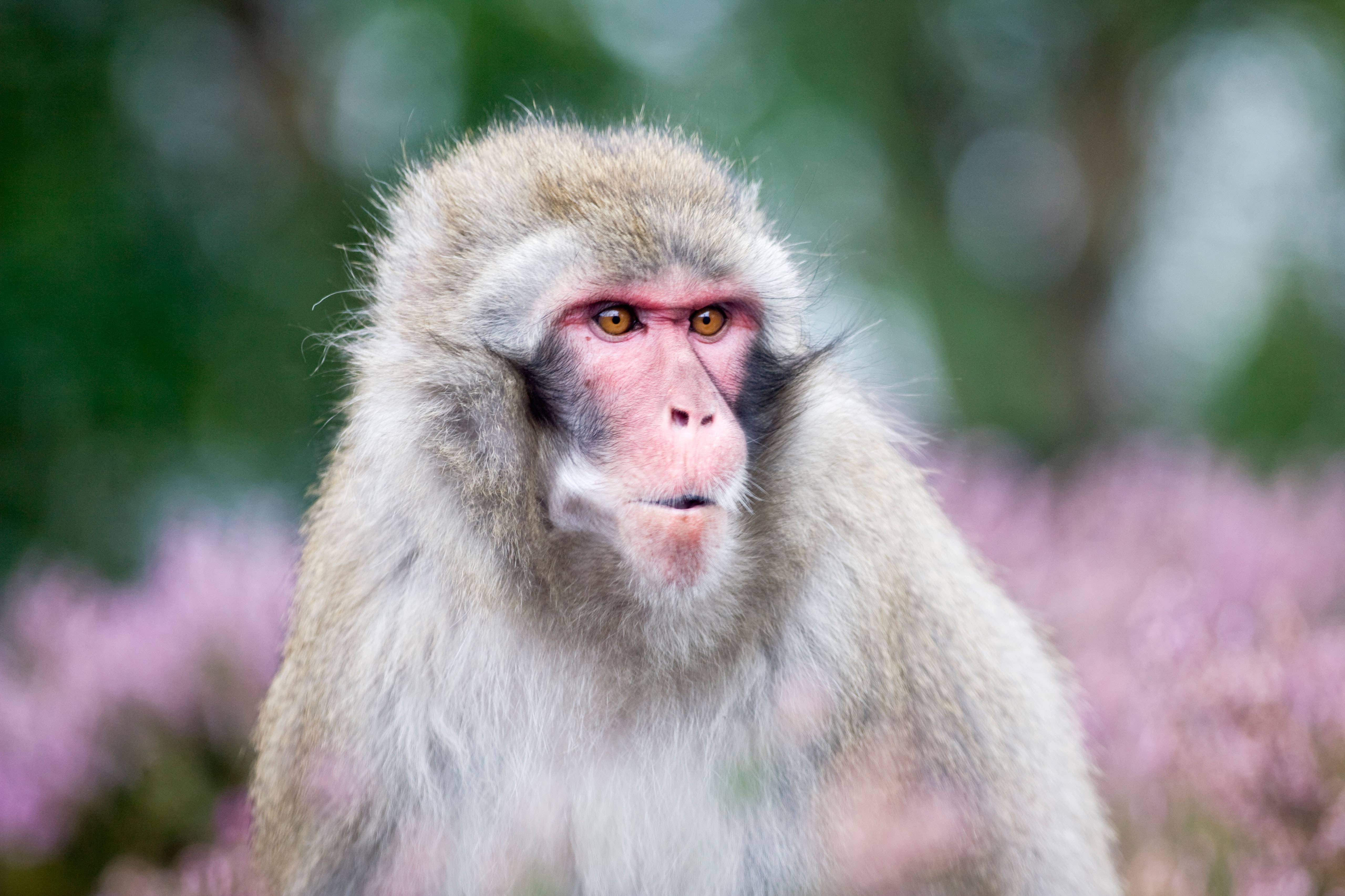 

<p>Zookeepers are searching for an escaped Japanese macaque</p>
<p>” height=”3413″ width=”5119″ layout=”responsive” i-amphtml-layout=”responsive”><i-amphtml-sizer slot=