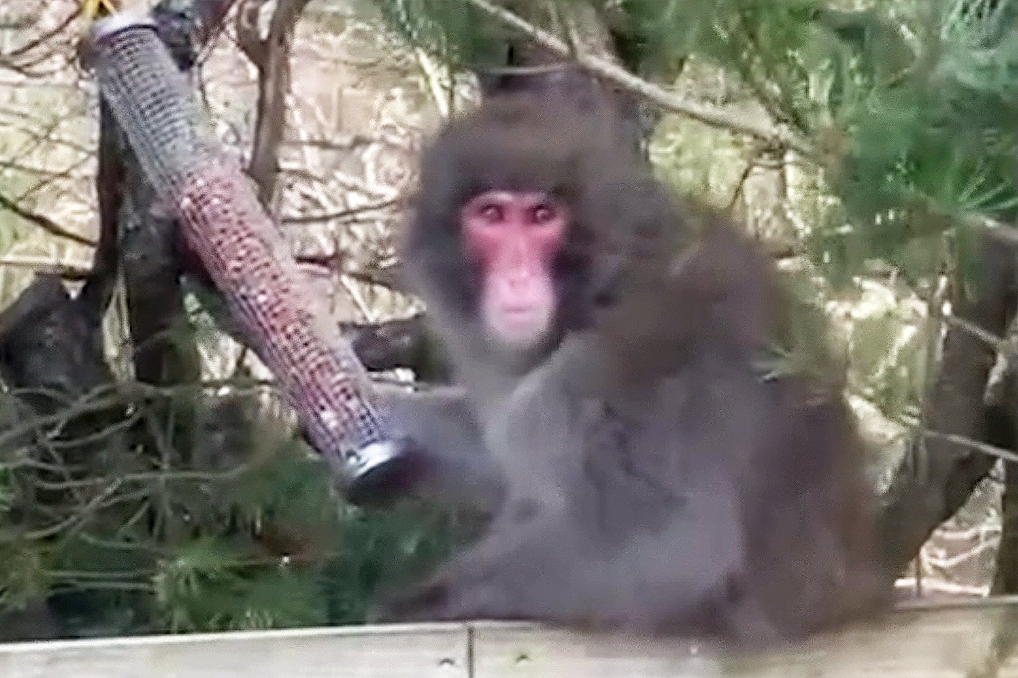 

<p>Escaped macaque in the Cairngorms, Scotland. Spotted in a garden in Kincraig. loose monkey</p>
<p>” height=”1365″ width=”2048″ layout=”responsive” i-amphtml-layout=”responsive”><i-amphtml-sizer slot=