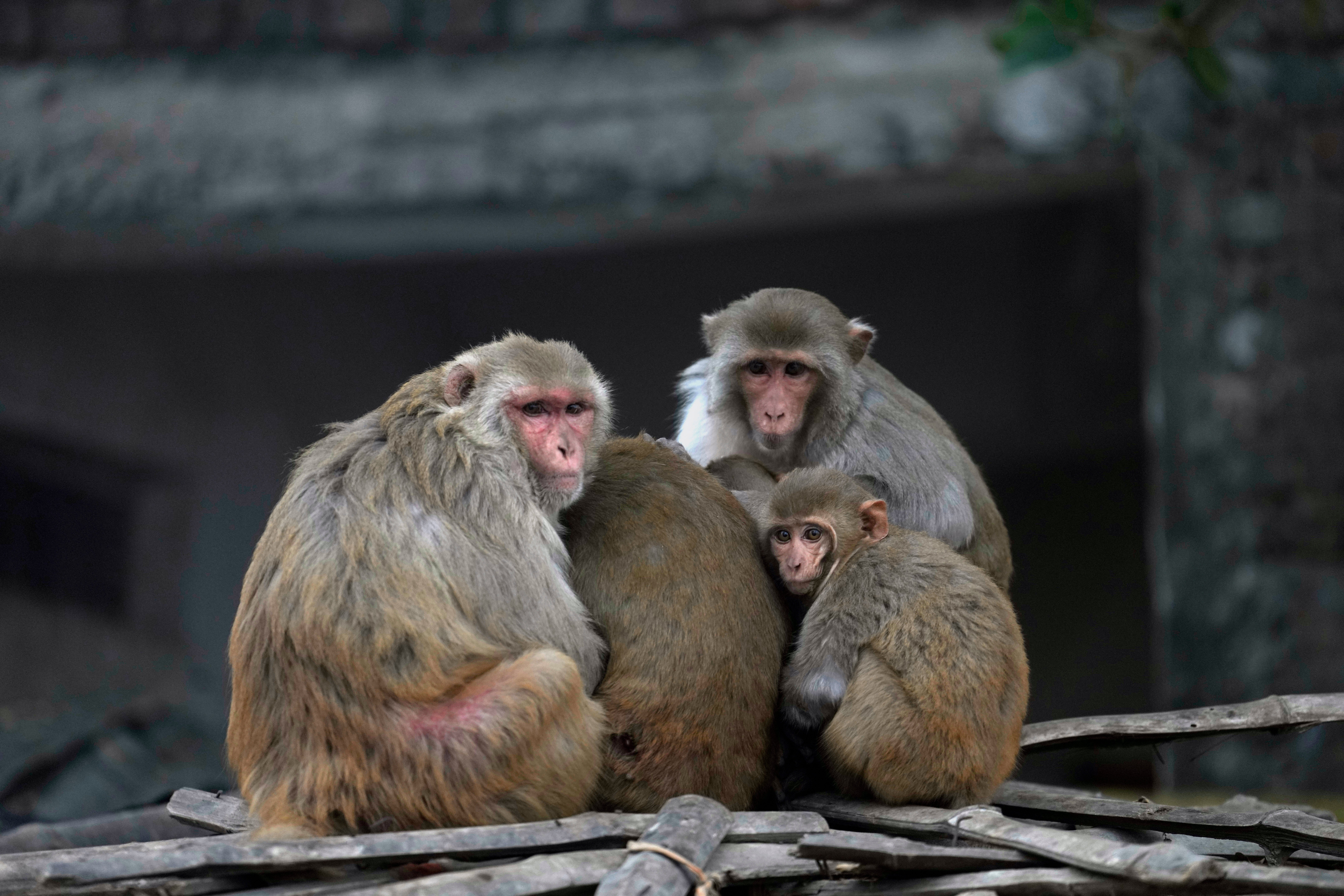 

<p>A group of macaques huddle together on a cold morning in Ayodhya, India, Friday, Dec. 29, 2023. (AP Photo/Rajesh Kumar Singh)</p>
<p>” height=”5760″ width=”8640″ layout=”responsive” i-amphtml-layout=”responsive”><i-amphtml-sizer slot=