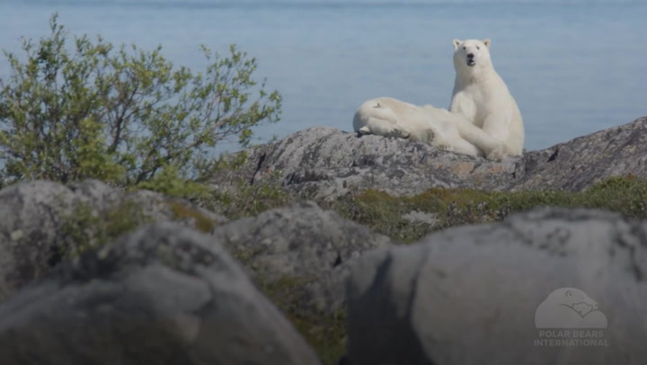 Scientists are warning that polar bears are at risk of starvation due to longer periods of ice-free Arctic conditions.