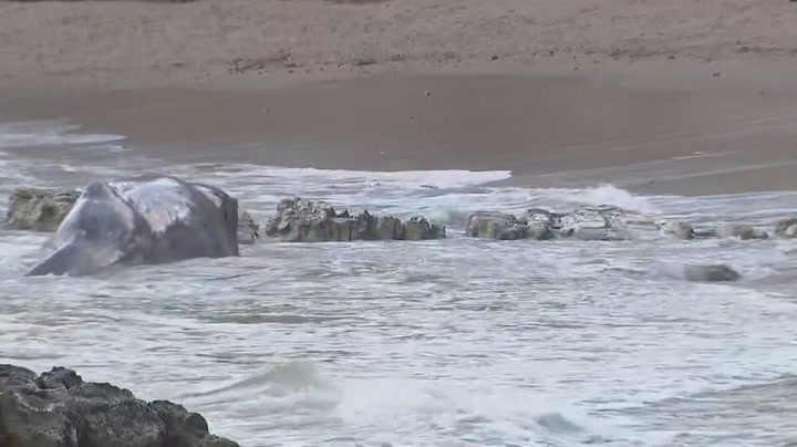 A gray whale weighing 13,000lbs has been found stranded on a beach in California.