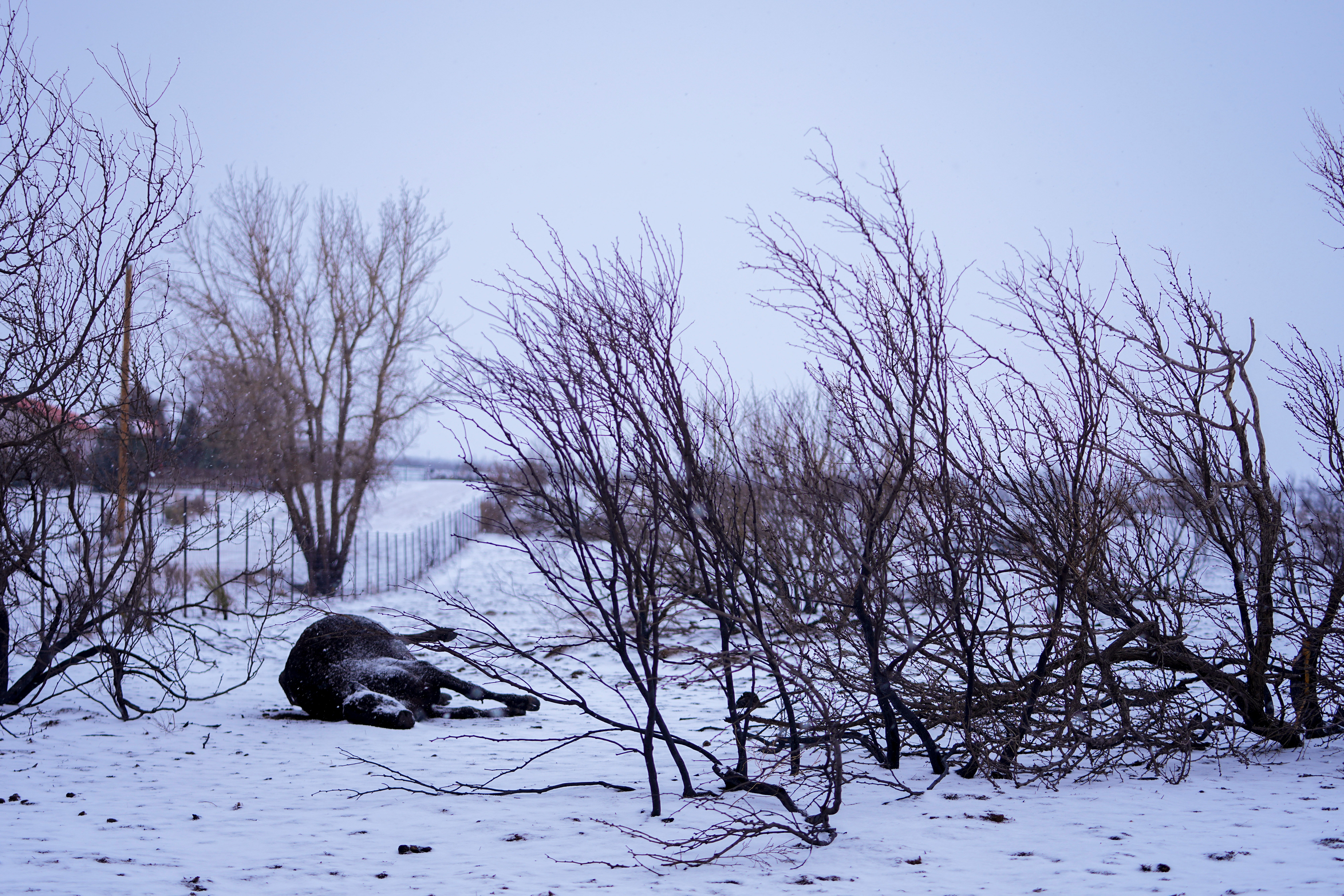 

<p>Snow covers a scorched landscape and a cow who died amid the blaze in Fritch, Texas</p>
<p>” height=”5352″ width=”8028″ layout=”responsive” i-amphtml-layout=”responsive”><i-amphtml-sizer slot=