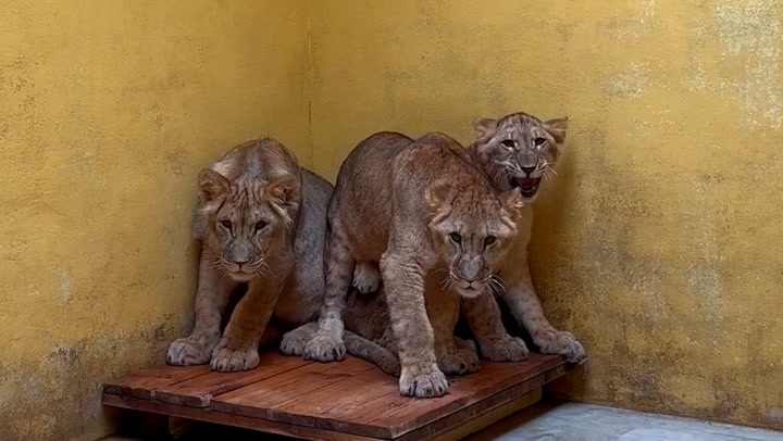 .

War-stricken lions from Ukraine have been brought to Yorkshire Wildlife Park to embark on a new journey.