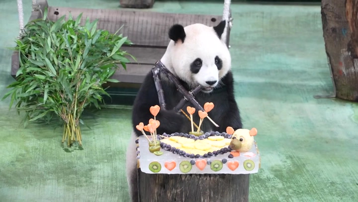 Second panda ever born in Taiwan celebrates her fourth birthday with fruit cake