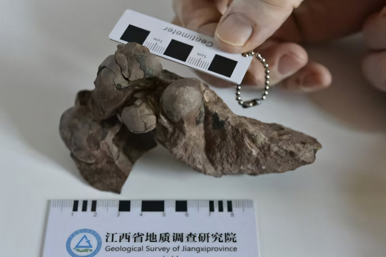 New dinosaur egg fossils discovered in China’s Ganzhou