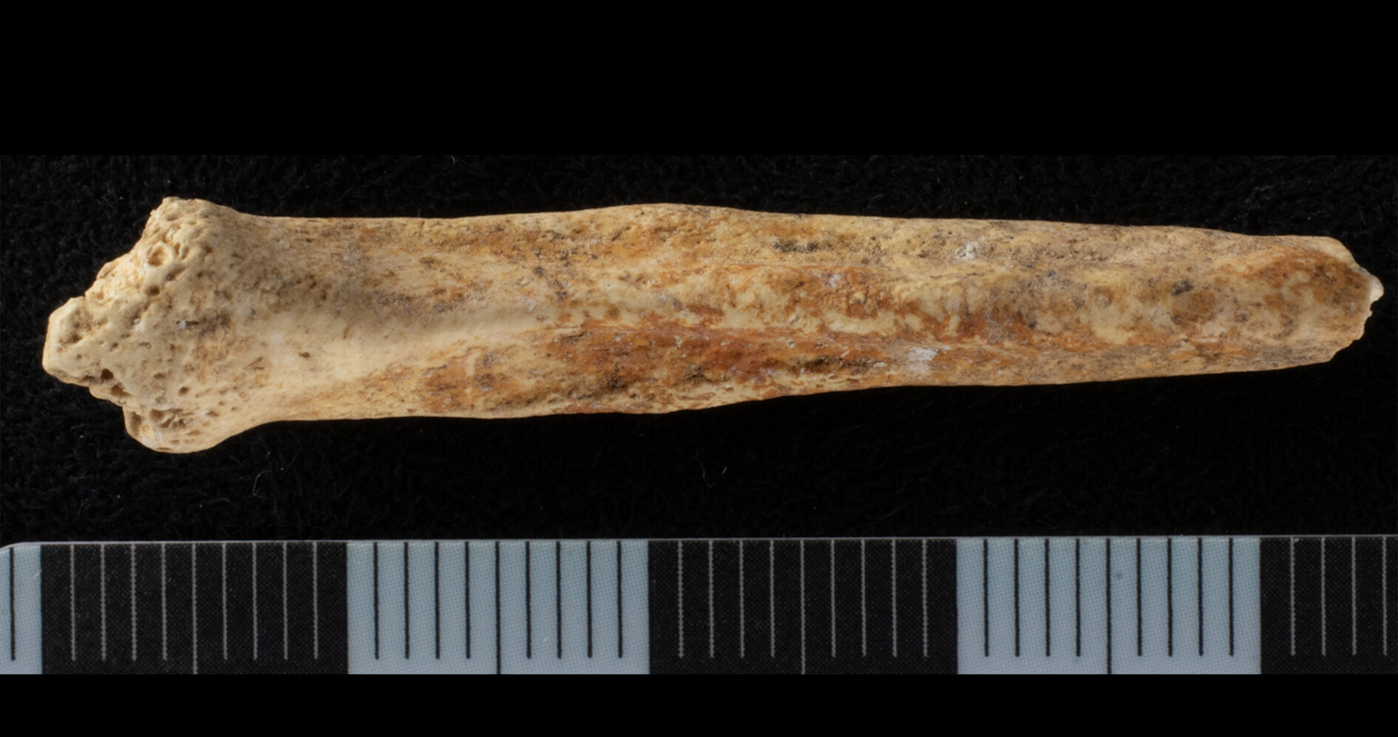 Dog penis bone discovered in Roman quarry shaft with red ochre on bottom surface