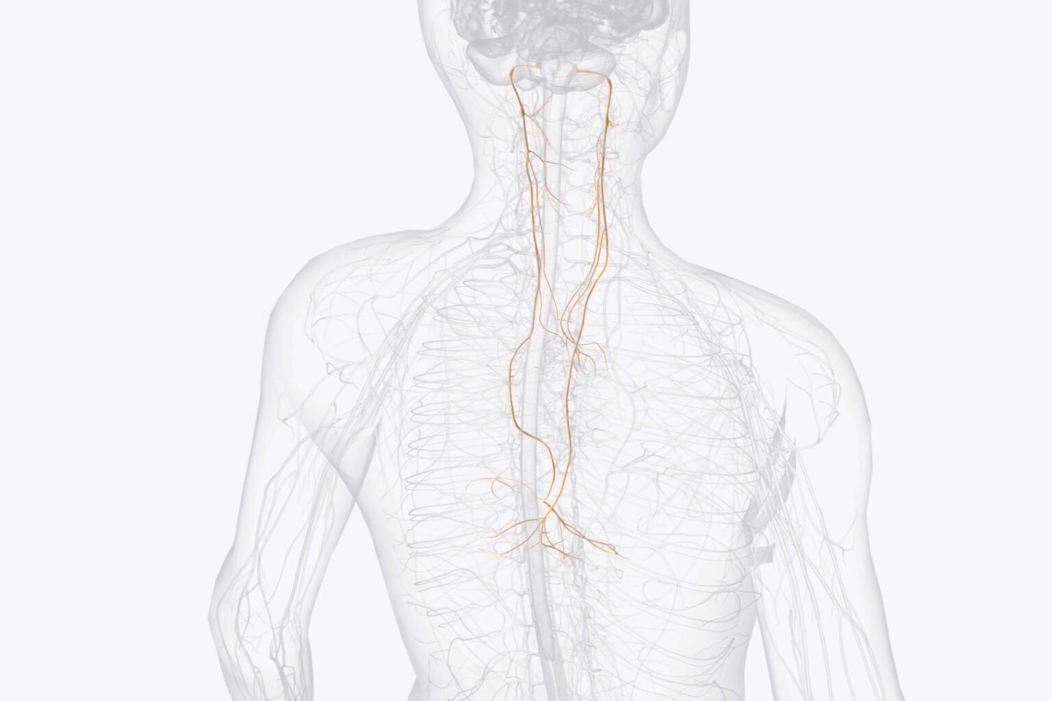 Vagus nerves, in orange, run from the brain through the neck to the internal organs