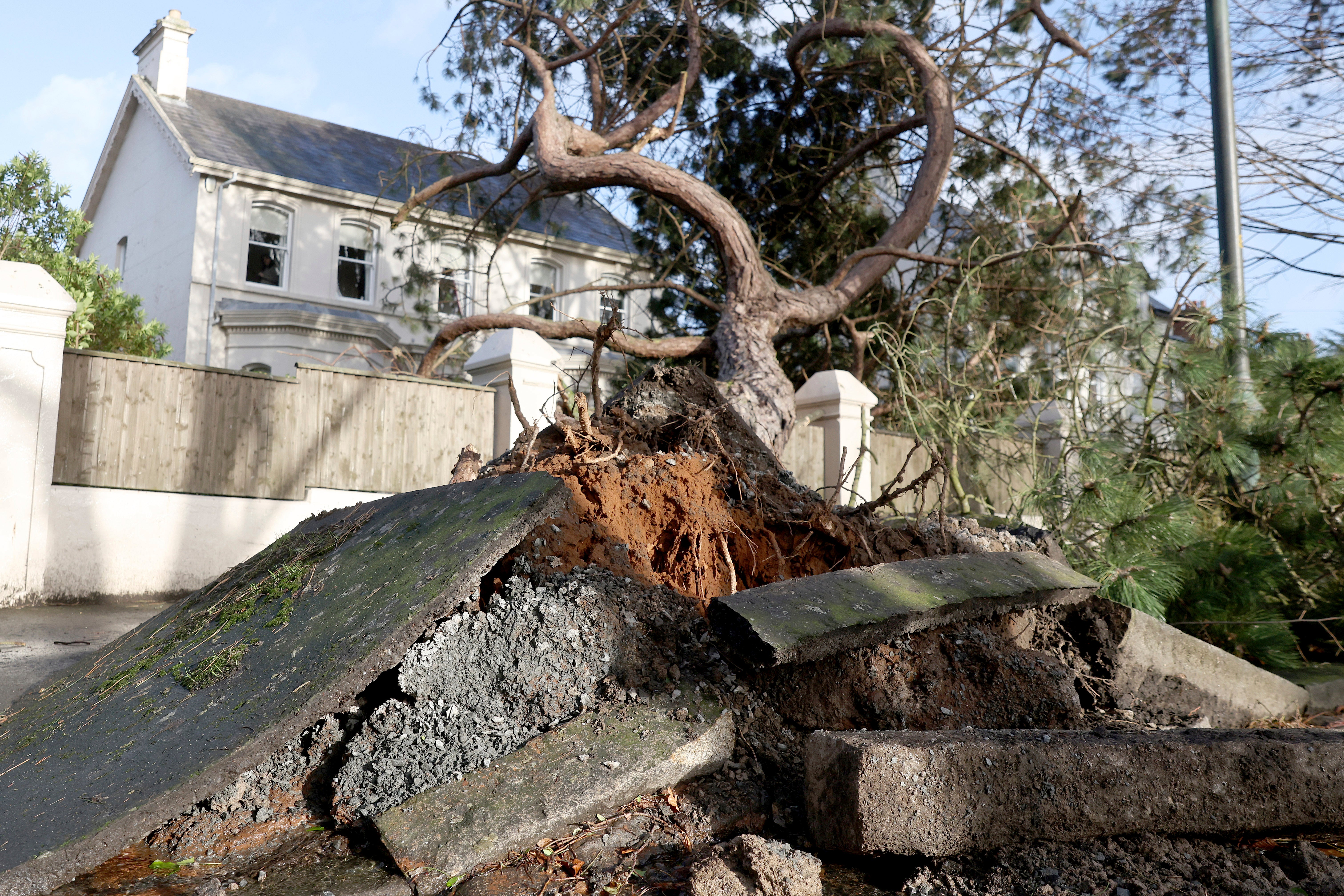 A fallen tree breaks up the pavement during storm Eowyn that hit the country in Belfast, Northern Ireland