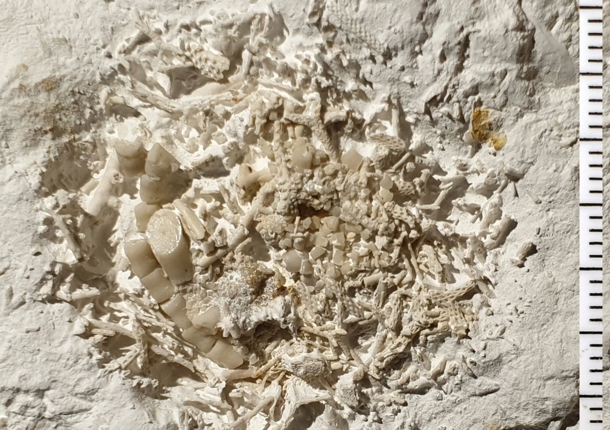 Fossilised lump of 66 million-year-old animal vomit