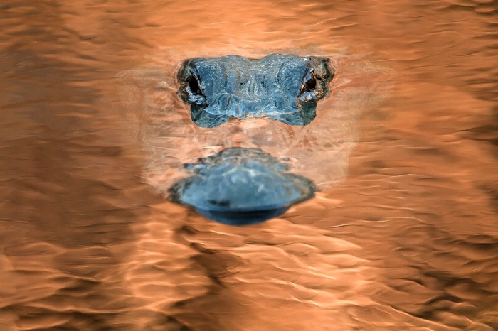 Alligator at Paynes Prairie State Park in Gainesville, Florida