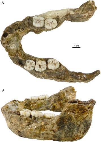 Photos of the fossil jaw