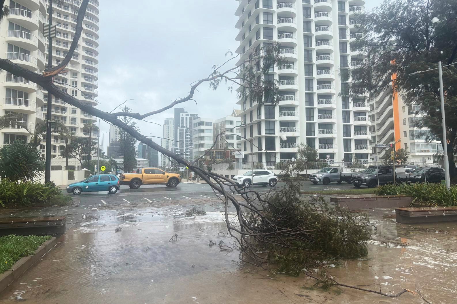 A tree lies fallen on the beach front following cyclone Alfred on the Gold Coast, Australia