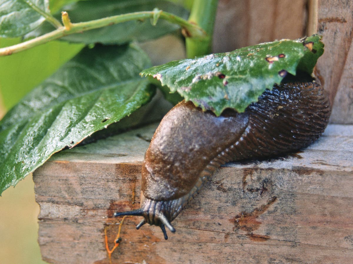 Good news for gardeners! Slugs numbers are down this spring