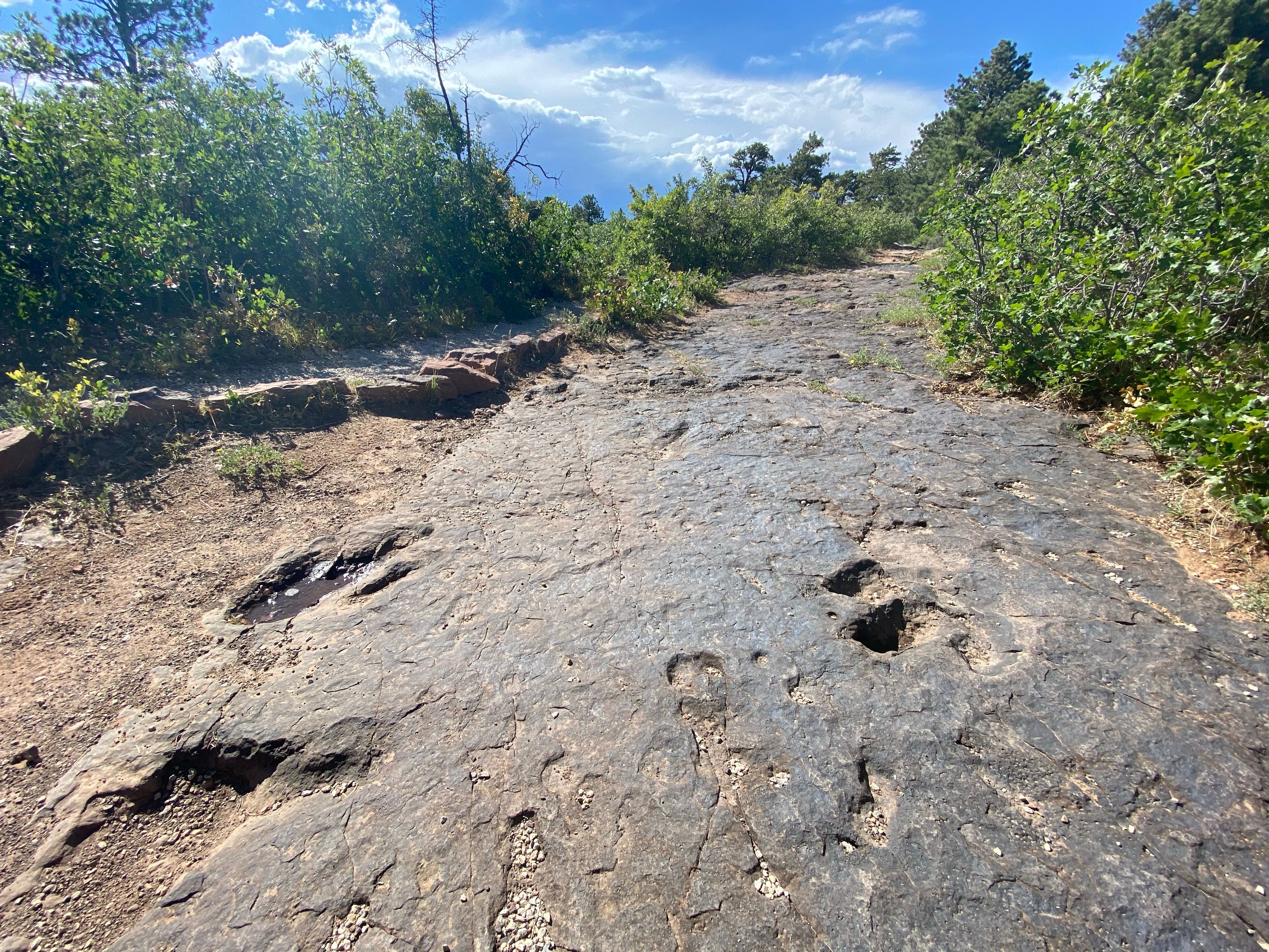 Dinosaur tracks fossilised on the ground on the edge overlooking Bull Canyon near Manti in the La-Sal National forest Utah