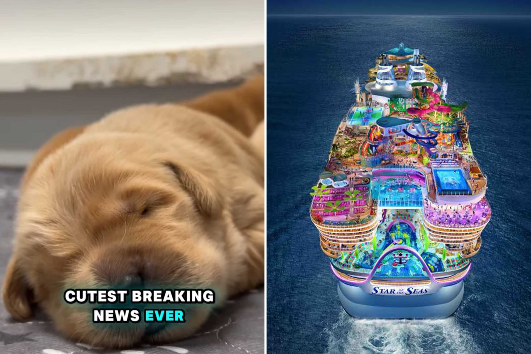 Sailor will be Star of the Sea’s resident chief dog officer