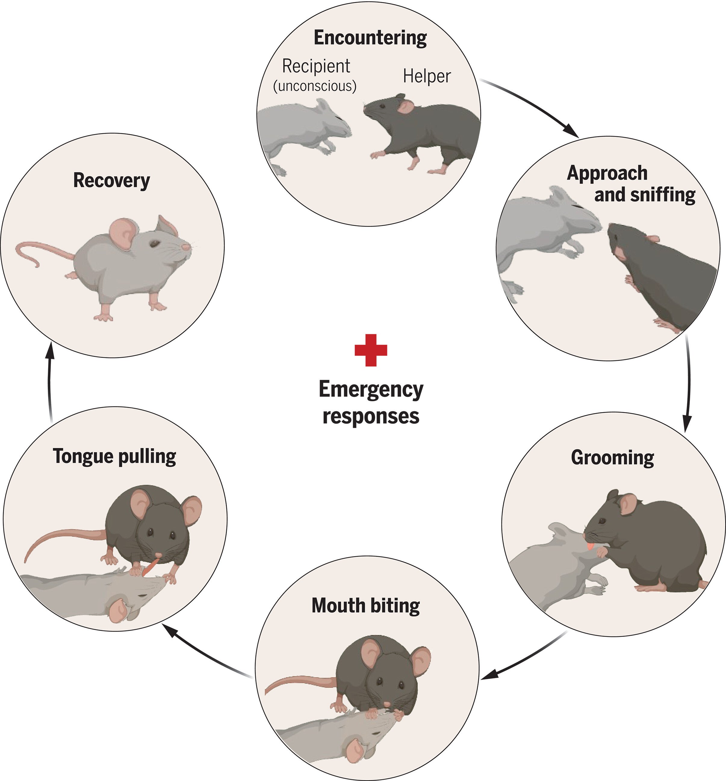 Mice have their own 'first aid' methods