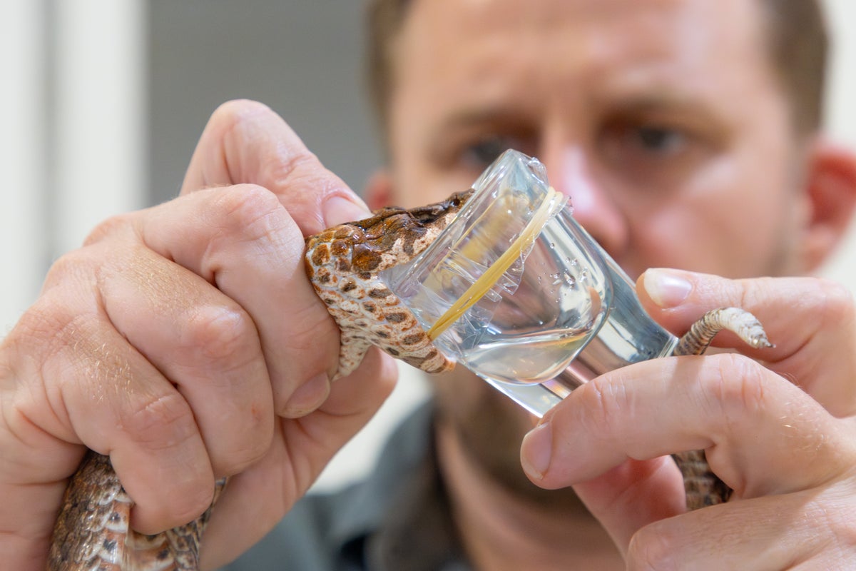 Mutant snake with three sharp fangs ‘might be most dangerous death adder’ ever found