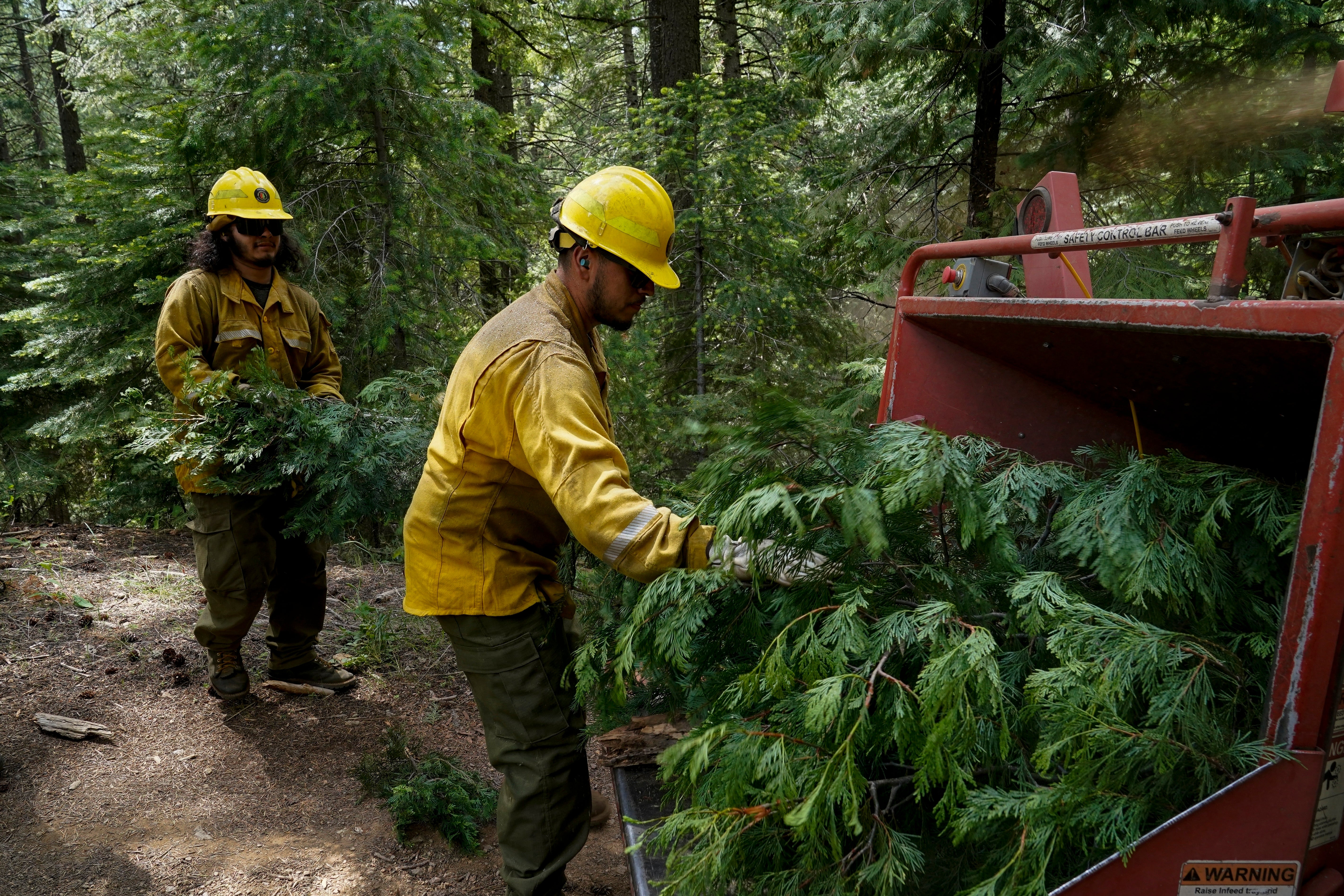 U.S. Forest Service crew members put tree branches into a wood chipper as they prepare the area for a prescribed burn in the Tahoe National Forest in 2023