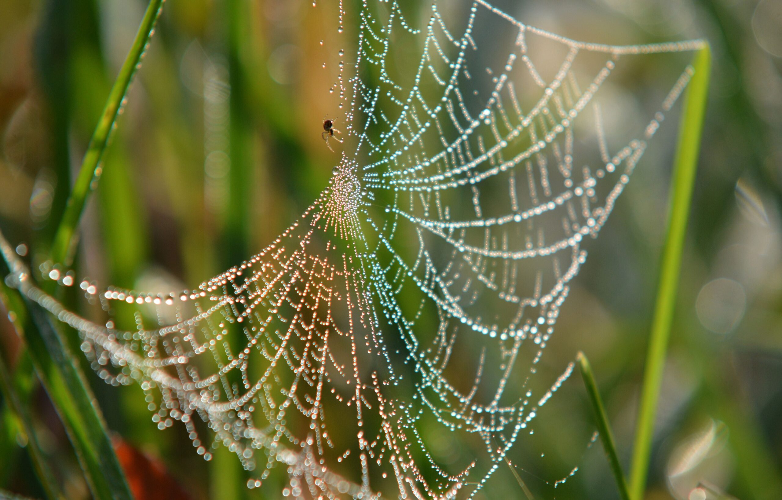 Spiders found spinning soundproof webs to adapt to city life