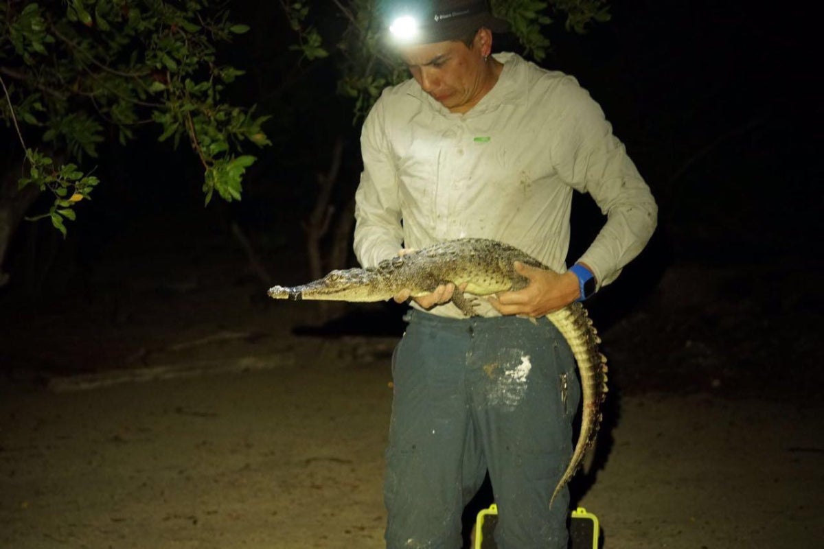Professor Hans Larsson with newly identified crocodile species