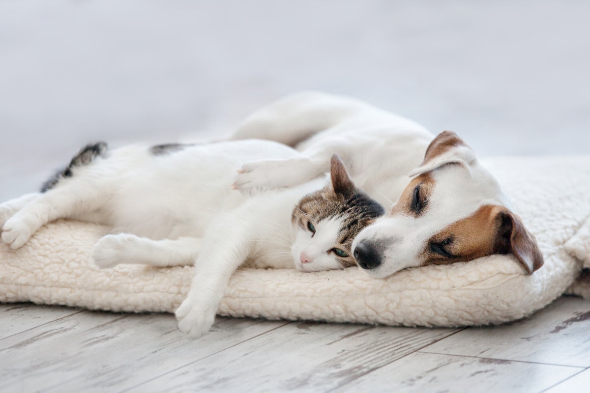 Cats and dogs are evolving to look alike, and it’s all humans’ fault