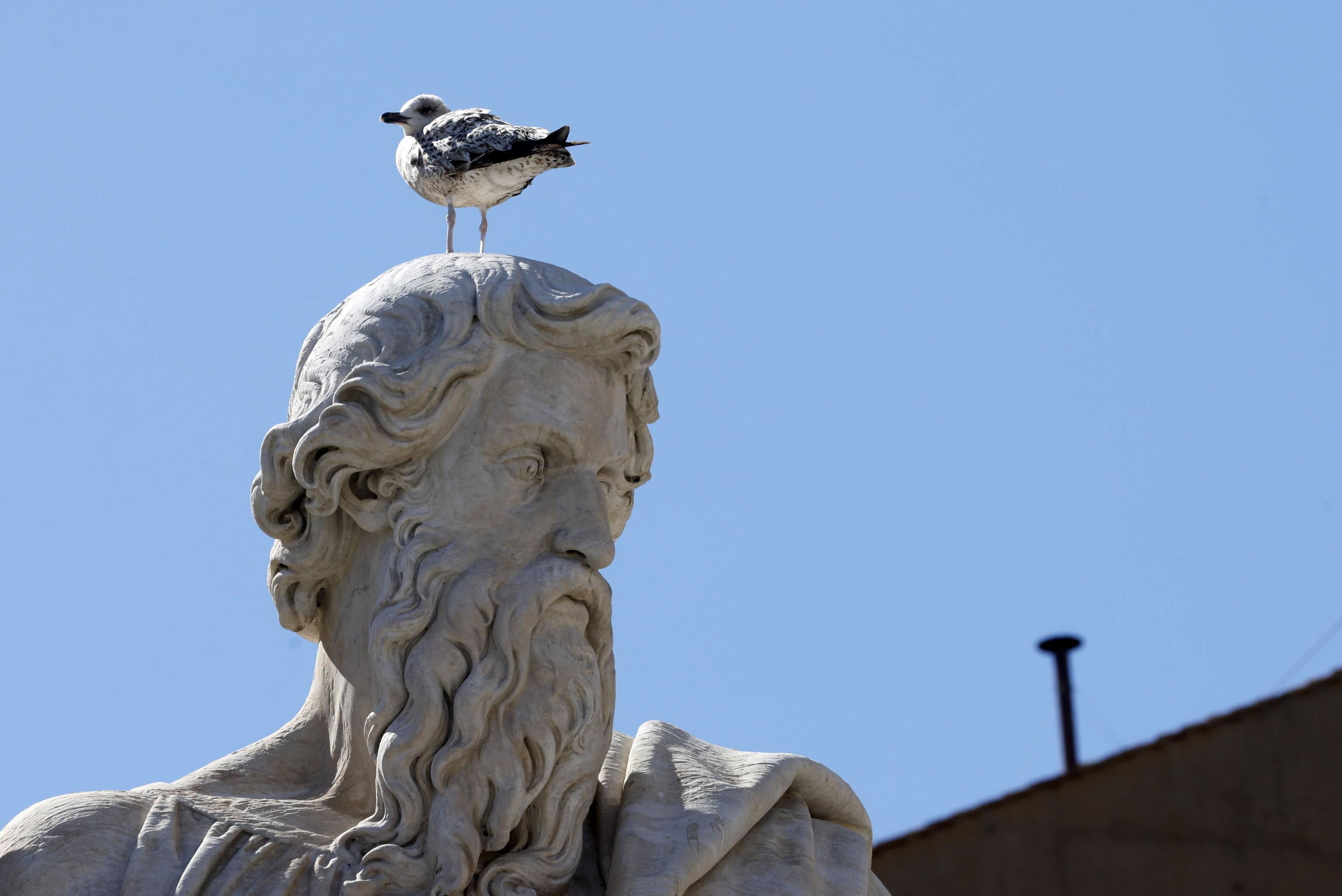 A seagull stands on one of the statues in St Peter's Square, in front of the Sistine Chapel chimney