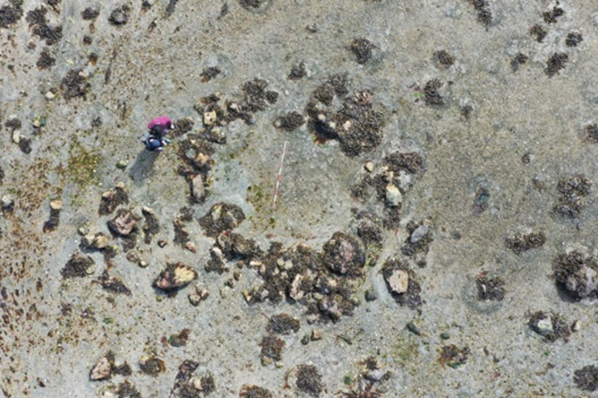 Mystery stone circle reveals ‘ultimate adventure story’ of early humans in Europe