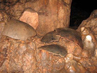 Skulls found in ‘blood cave’ likely sacrificed to rain god in brutal Mayan ritual